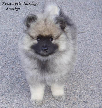 Keestorpets tussilago