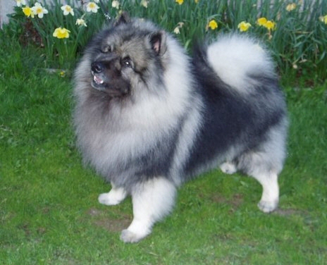 Keestorpets Montalbano